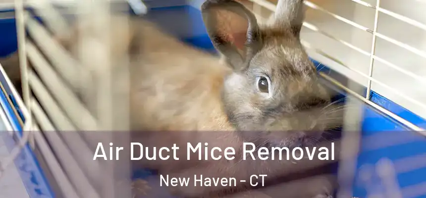  Air Duct Mice Removal New Haven - CT