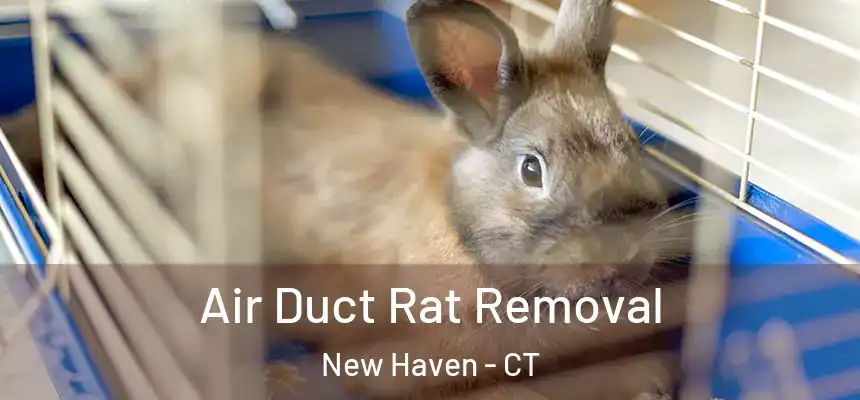  Air Duct Rat Removal New Haven - CT
