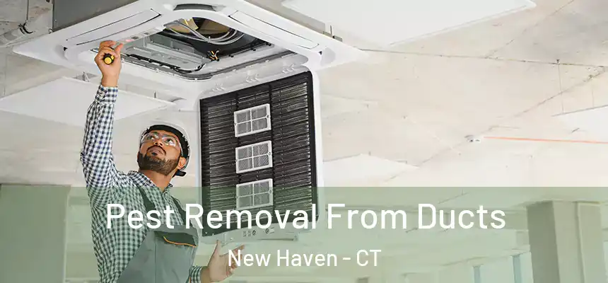  Pest Removal From Ducts New Haven - CT